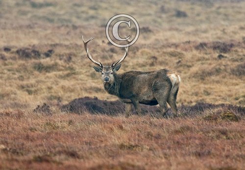 Red Stag Islay 1